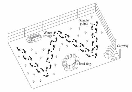 Example of 'W' Pattern Field Sampling