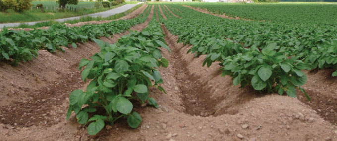 Image showing potatoes growing in a field